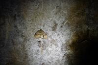Triphosa dubitata