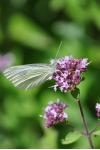 Pieris rapae/mannii