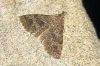 Alucita hexadactyla