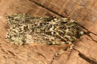Polyploca ridens