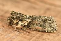 Polyploca ridens
