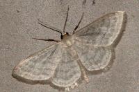 Idaea subsericeata