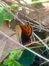 Lycaena phlaeas