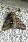 Lycia hirtaria