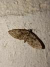 Eupithecia abbreviata