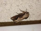 Egira conspicillaris