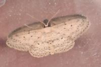 Idaea seriata