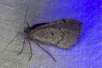 Aleucis distinctata