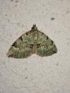 Colostygia pectinataria