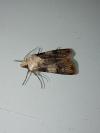 Agrotis puta
