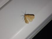Aspitates ochrearia