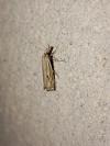 Crambus lathoniellus