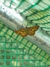 Ematurga atomaria