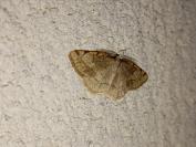 Stegania trimaculata