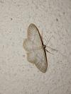 Idaea subsericeata