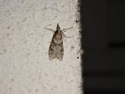 Eudonia angustea