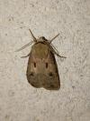 Agrotis exclamationis