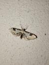 Eupithecia centaureata