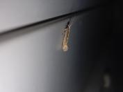 Plutella xylostella
