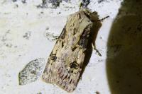 Agrotis puta