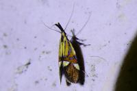 Alabonia geoffrella