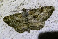 Peribatodes rhomboidaria