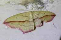 Timandra comae