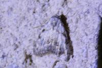 Nola confusalis