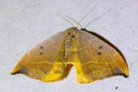 Watsonalla binaria
