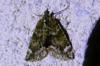 Chloroclysta siterata