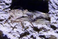 Egira conspicillaris
