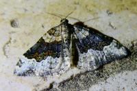 Epirrhoe galiata