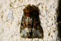Oligia
