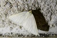 Siona lineata