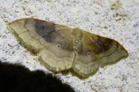 Idaea degeneraria