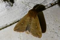 Mythimna albipuncta