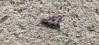 Lacanobia w-latinum