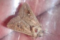 Mythimna albipuncta