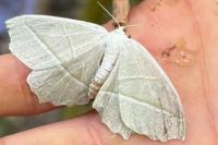 Campaea margaritaria