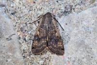 Noctua pronuba