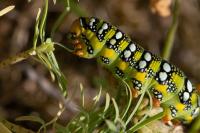 Hyles euphorbiae