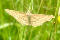Idaea macilentaria
