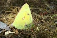 Colias alfacariensis