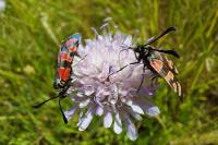 Zygaena carniolica