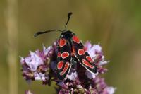 Zygaena carniolica