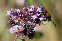 Zygaena carniolica