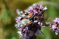 Zygaena carniolica