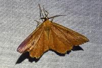 Angerona prunaria