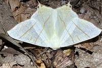 Ourapteryx sambucaria