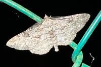 Peribatodes rhomboidaria